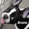 Pic of Bruno