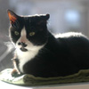 Charlie on window sill