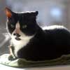 My cat Charlie on the window sill
