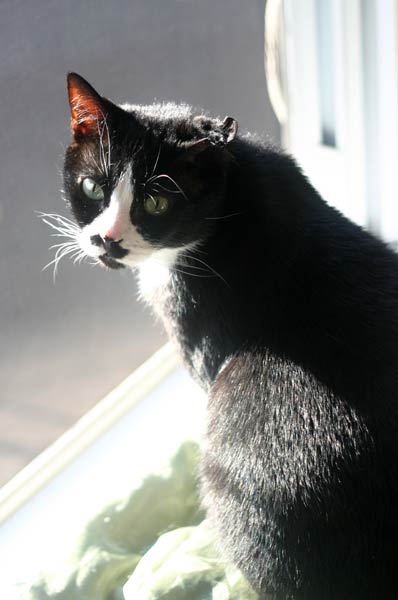 my cat charlie