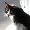 My cat charlie