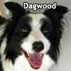 Dagwood thumbnail