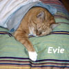 Pic of Evie