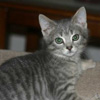Frost with brilliant green eyes
