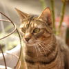 Closeup of Greta