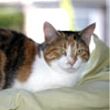 Pic of HoneyDew