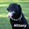 Pic of Nittany