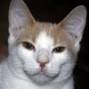 Thumbnail of pic Peach6