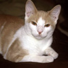 Peach, a cat who plays too rough - had to return her