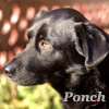 Ponch photo