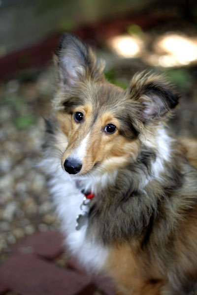Stella