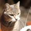 Wyatt