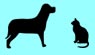 Dog and cat silhoette graphic
